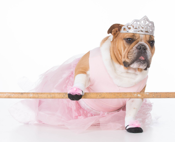 dog dressed like a ballerina - Фото, зображення