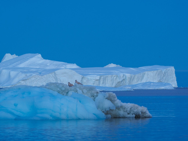 icebergs énormes dans l'eau
 - Photo, image