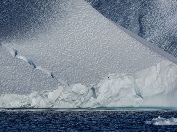 bird flying against iceberg - Photo, Image