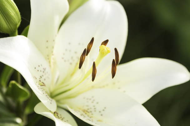 Beautiful white lilies blossomed - of green background - Photo, Image