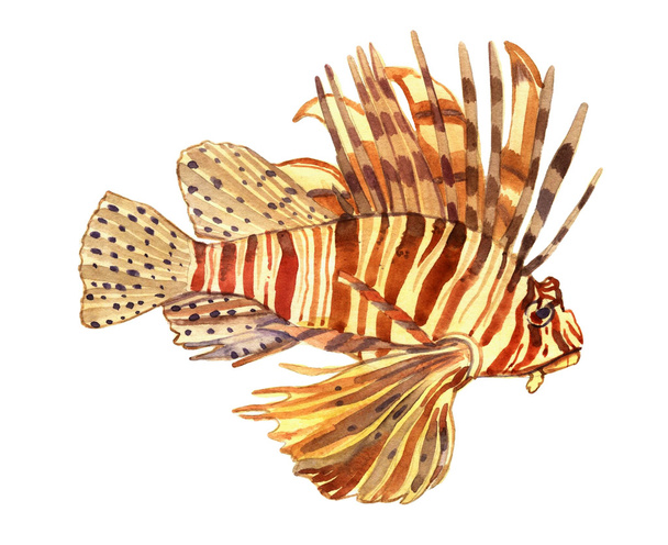 Peces acuarela. Ilustración del conjunto de peces marinos aislados sobre fondo blanco
 - Foto, Imagen