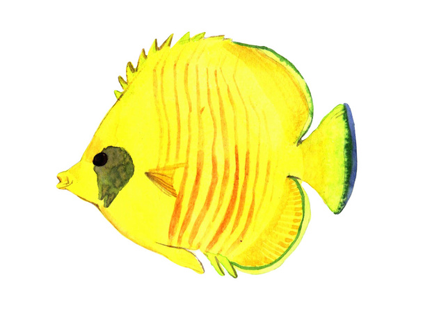 Watercolor fish. Sea fish illustration isolated on white background - Photo, Image