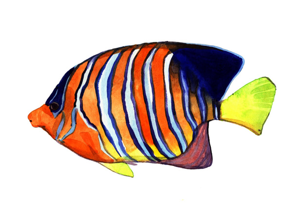 Акварельна риба. Ілюстрація морської риби ізольована на білому тлі
 - Фото, зображення