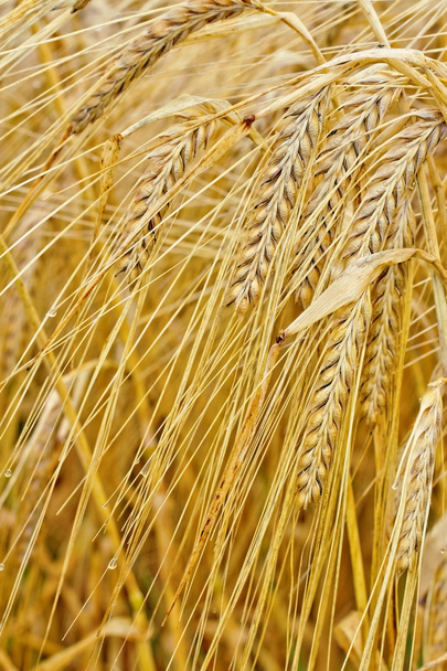 Macro closeup of ripe barley - Photo, Image