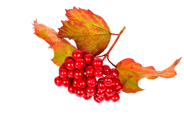 Berries of Viburnum with leaves - Foto, immagini