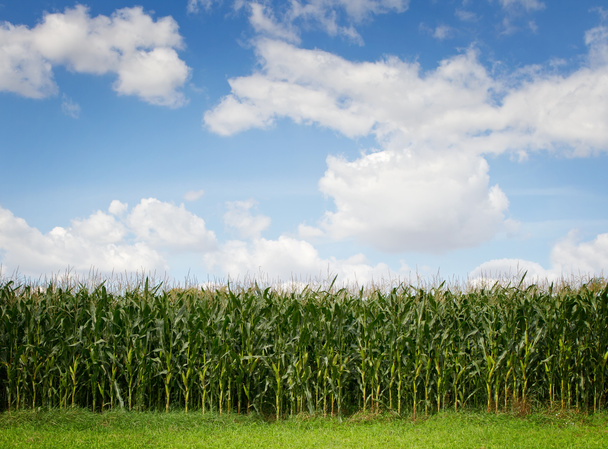 Кукурузное поле
 - Фото, изображение