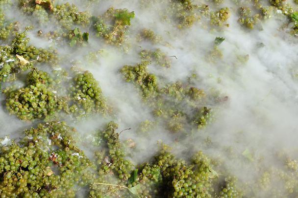 Врожай вина - виноград
 - Фото, зображення