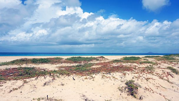 острівна сіль мису Верде
 - Фото, зображення
