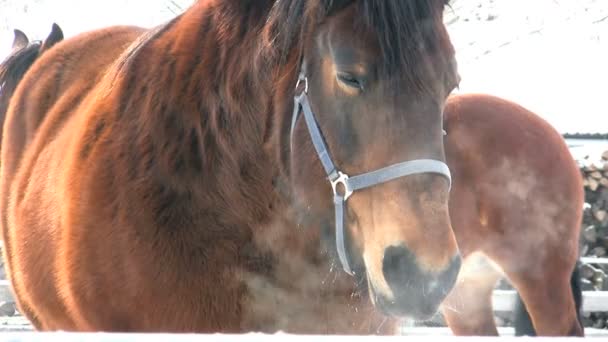 Pferd im Winter - Filmmaterial, Video