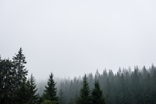 Misty morning mountain view - Valokuva, kuva