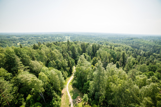Sisli ormanın panoramik manzarası. uzak ufuk - Fotoğraf, Görsel