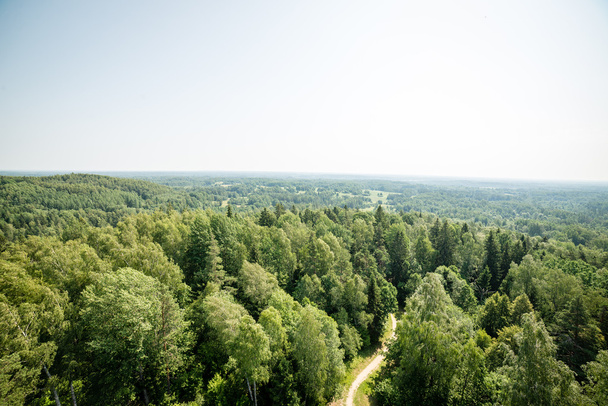 πανοραμική θέα του ομιχλώδους δάσους. μακρινός ορ - Φωτογραφία, εικόνα