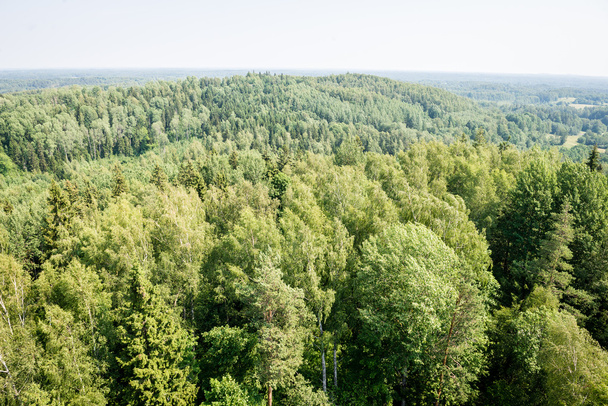 panoramatický výhled na zamlžený les. daleký horizont - Fotografie, Obrázek