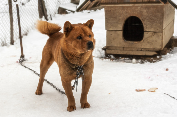 Wachhund an der Kette im Winter im Dorf. - Foto, Bild