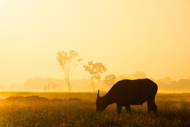 Silueta de búfalo en luz dorada del sol de la mañana
. - Foto, imagen