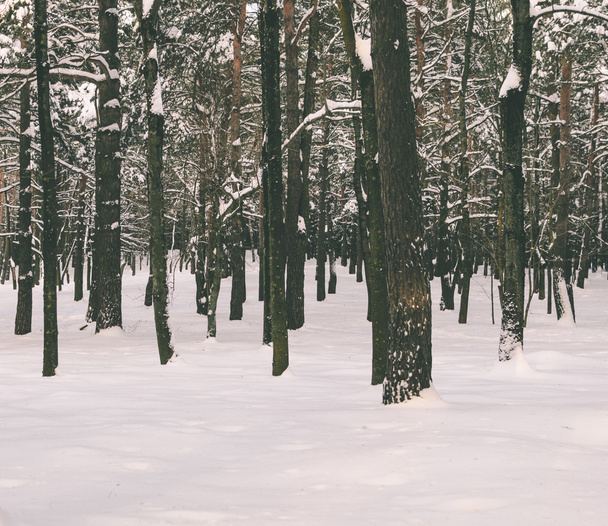 Trees In Forest - Valokuva, kuva