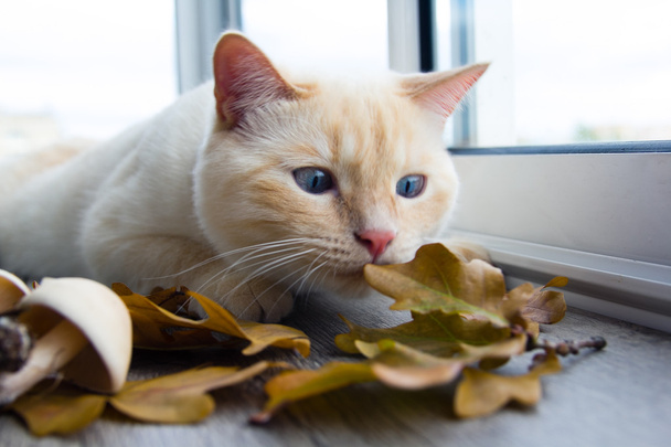 秋の紅葉にじゃれる猫 - 写真・画像