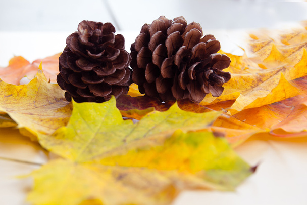 pine cones and yellow leaves - Photo, Image