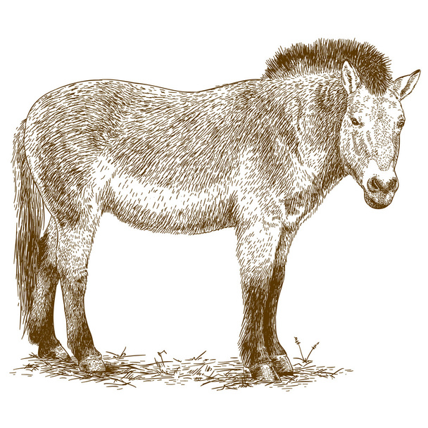 engraving illustration of Przewalski horse - Vector, Image