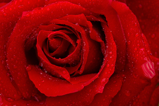Красива червона троянда крупним планом
. - Фото, зображення