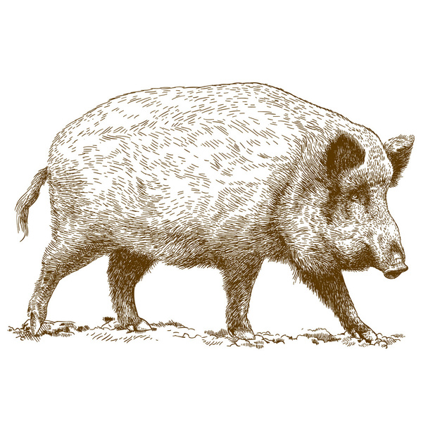 гравюрна ілюстрація дикого кабана
 - Вектор, зображення
