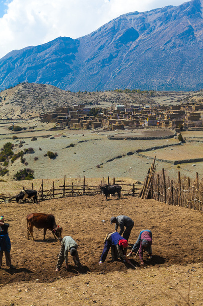 Phot Nepal People Working Hard Terrace Mountains Village. Vertical Photo. - Фото, зображення