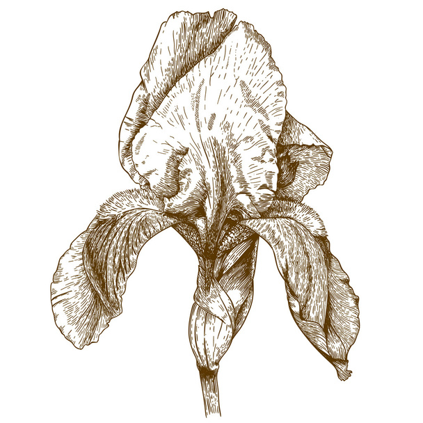 engraving illustration of iris - Vettoriali, immagini