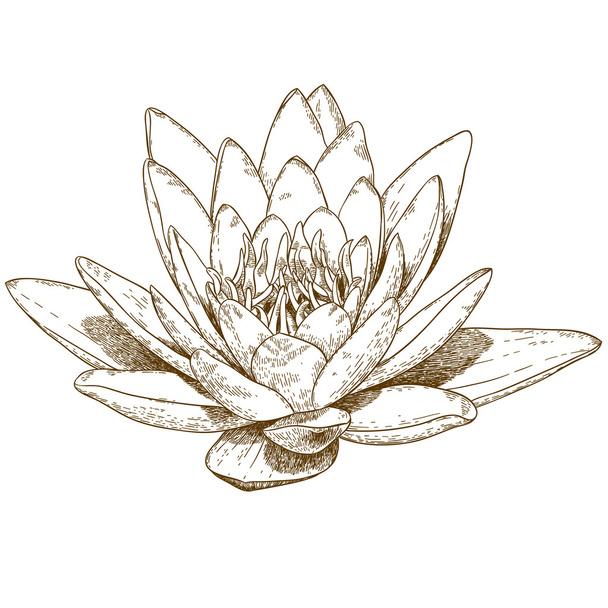 Grawerowanie ilustracja kwiat lilii wodnych - Wektor, obraz