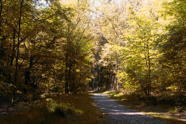 Vidéken található útvonal kanyargós fák - Fotó, kép