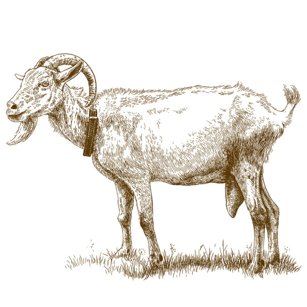 engraving illustration of goat - Vector, Image