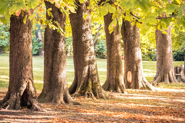 木の幹は、秋の公園を行します。 - 写真・画像