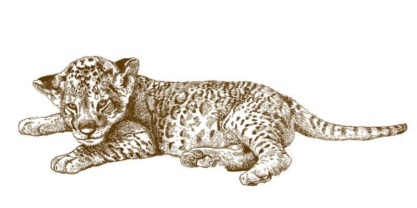 Gravure van antieke illustratie van Leeuw cub - Vector, afbeelding