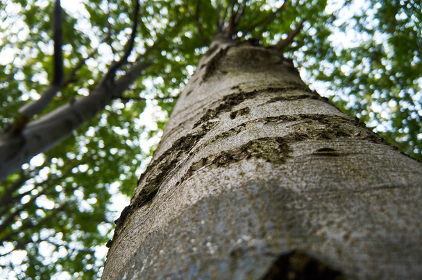 The bark of an old tree in the forest, Pieniny National Park, Poland in sunny september day - Fotó, kép