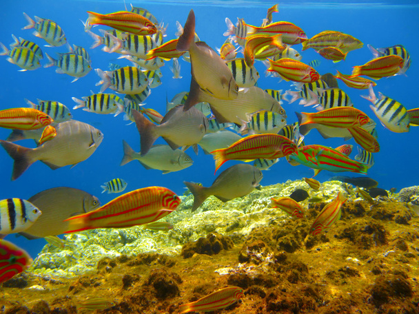 Peces tropicales y arrecifes de coral
 - Foto, imagen