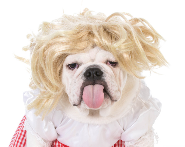 bulldog wearing dress - Zdjęcie, obraz