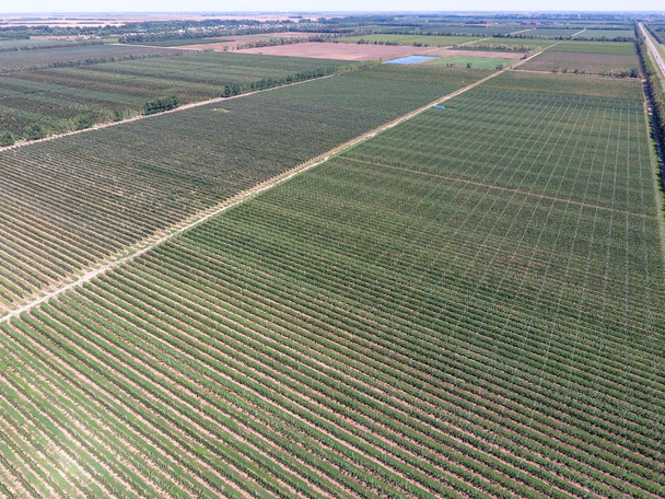 Rows of trees in the garden. Aerophotographing, top view. Landscape apple orchards. - Valokuva, kuva
