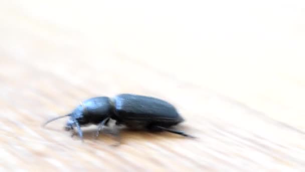 Black beetle crawls on wooden board - Πλάνα, βίντεο