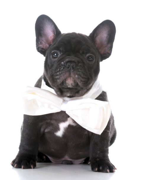 adorable french bulldog puppy - Fotoğraf, Görsel
