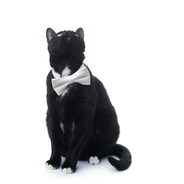 Sitting black cat isolated over the white background - Fotoğraf, Görsel