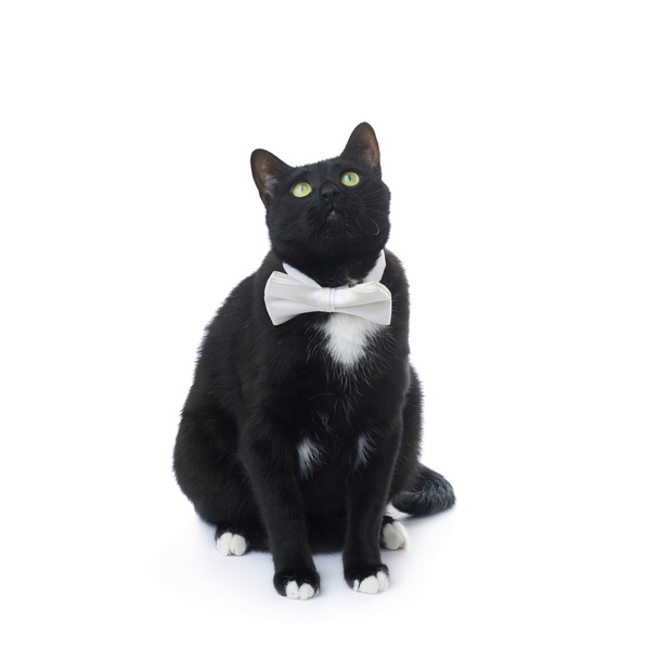 Sitting black cat isolated over the white background - Foto, afbeelding