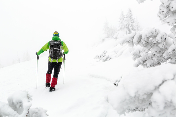 白い森、吹雪、雪が冬のハイキング - 写真・画像