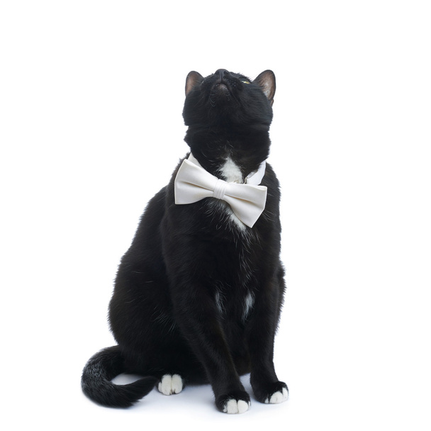 Sitting black cat isolated over the white background - Foto, Imagen