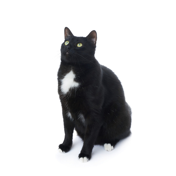 Sitting black cat isolated over the white background - Fotografie, Obrázek