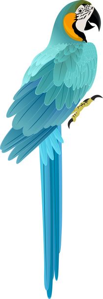 vektor papagáj kék és sárga ara  - Vektor, kép