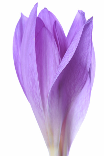 Colchicum flores isoladas
 - Foto, Imagem