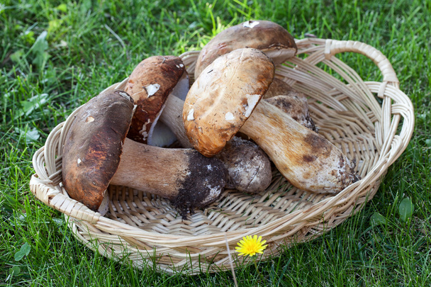 Porcini Mushrooms In The Basket - Photo, Image