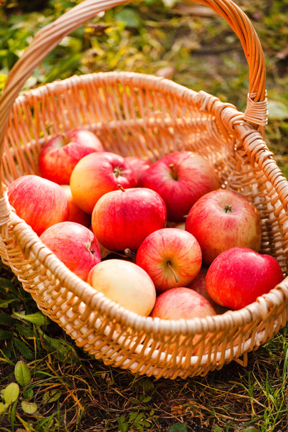 ripe red apples - Фото, изображение