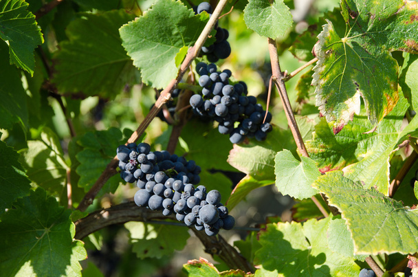 Grapewines ready for harvest - Foto, Bild