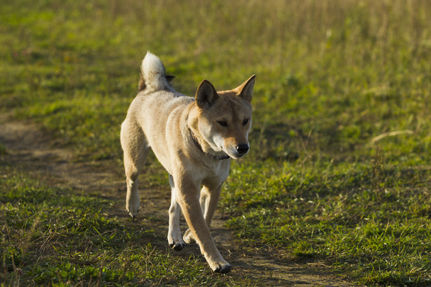 Japanese breed of dogs Sibu Inu for a walk - Foto, Bild