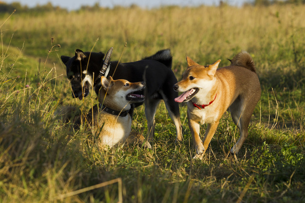 Japanese breed of dogs Sibu Inu for a walk - Foto, imagen